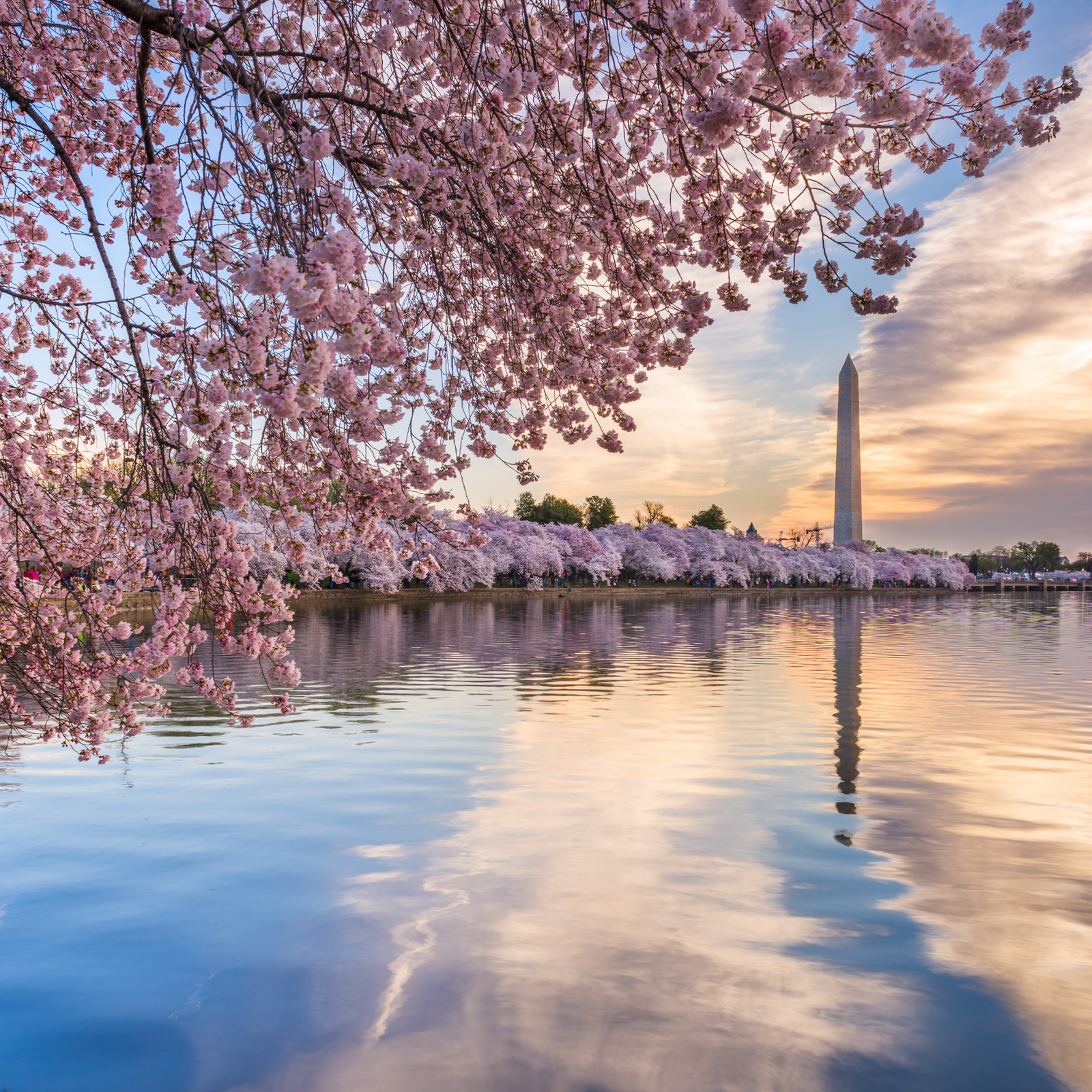 Cherry Blossoms D.C.